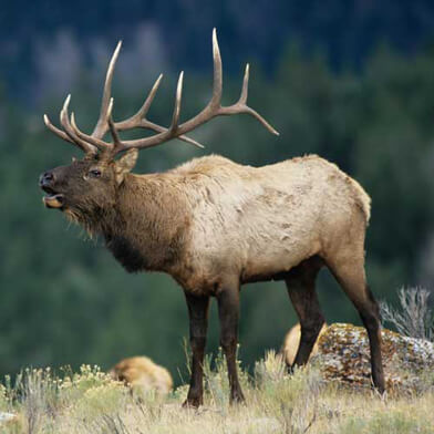 Elk Bull