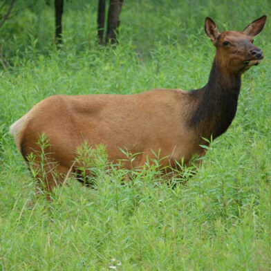 Elk Cow