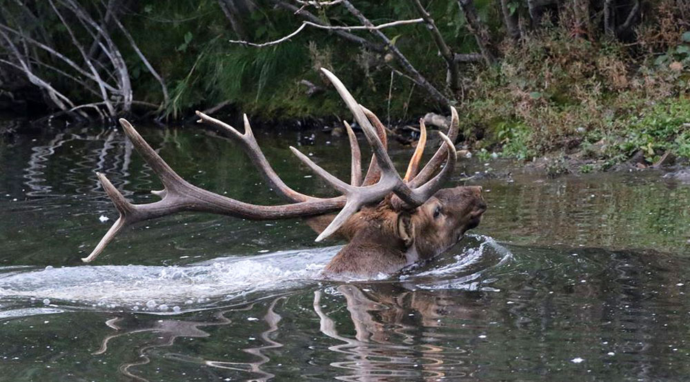 Study: Animals Do ‘Math’ for the Sake of Survival | RMEF Media | Rocky ...