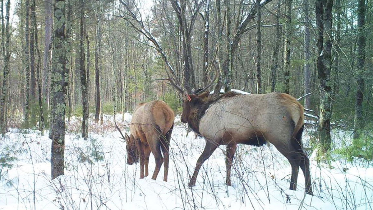 Deadline Approaches for 2020 Wisconsin Elk Hunt | RMEF Media | Rocky ...