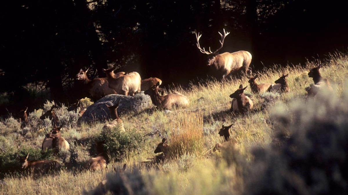 www.rmef.org